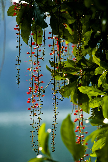 Barringtonia acutangula flower turns red in the end of autumn
